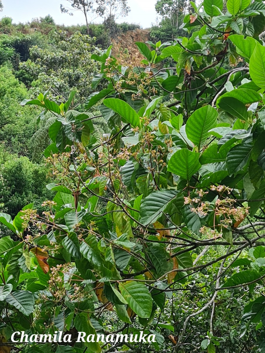 Cinchona